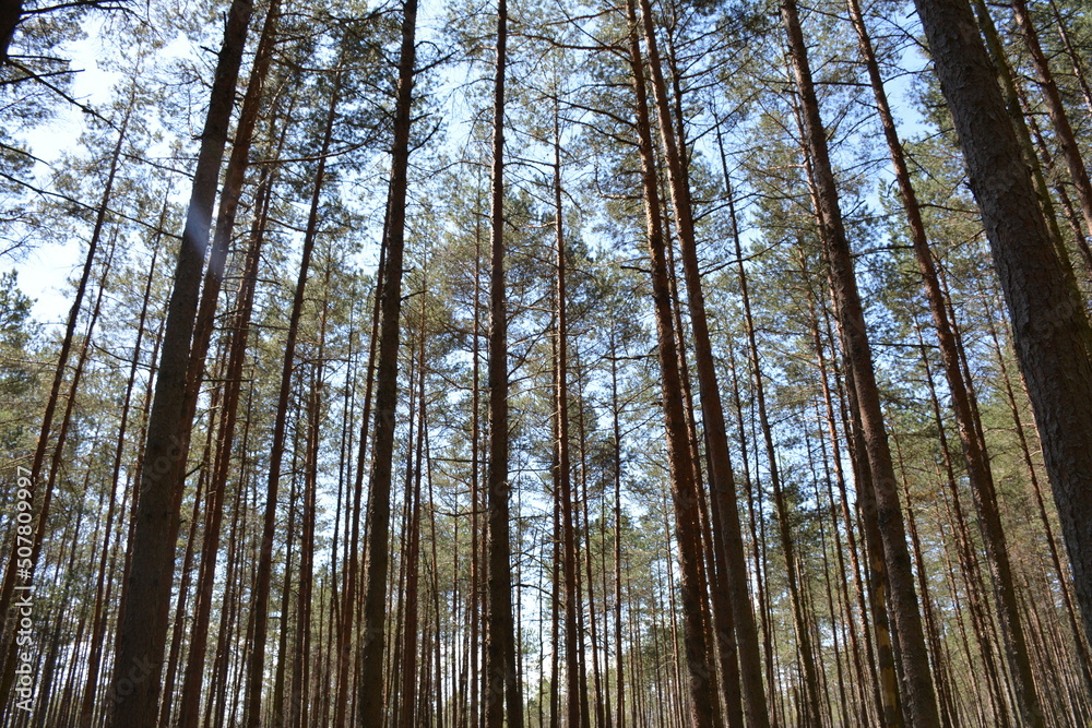Fototapeta premium summer in Latvia
