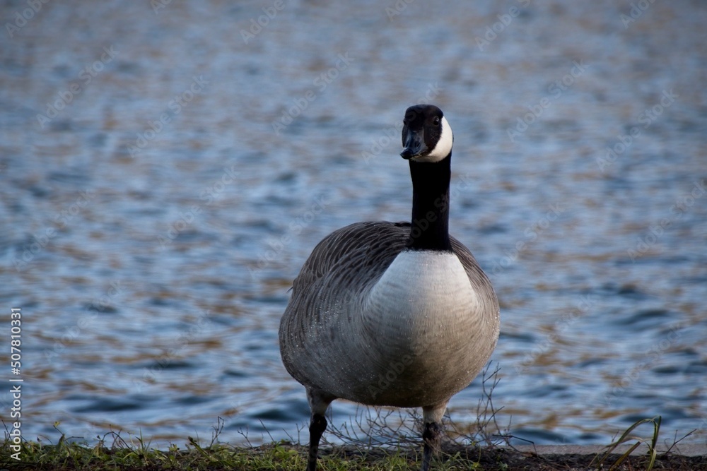 Fototapeta premium country goose on the lake