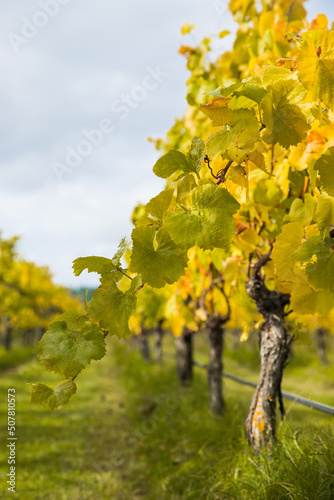 bright sunny lit grape on a vineyard, winery in Martinbourough New Zealand