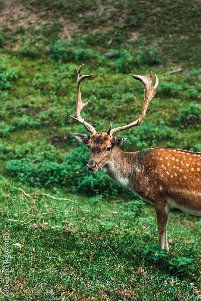 Obraz premium Dappled deer. A sika deer with antlers. Cervus nippon