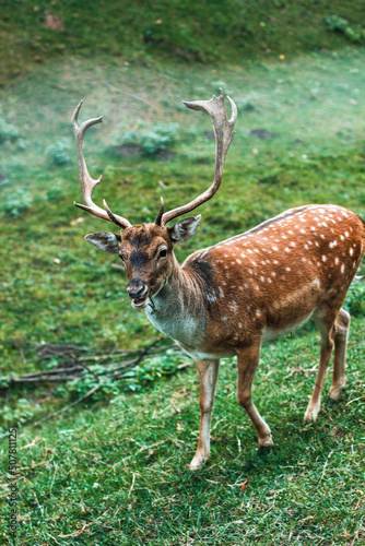 Dappled deer. A sika deer with antlers. Cervus nippon