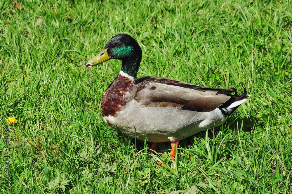 Close-up of a male duck or mallard against a background of green grass Close-up of a male duck or mallard against a background of green grass