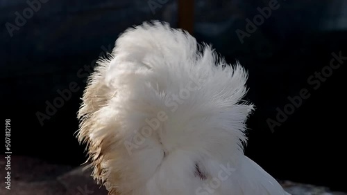 white decorative dove jacobin