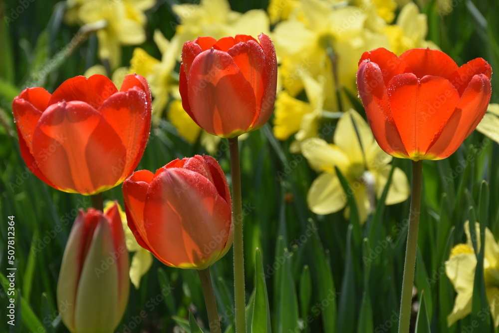 The first tulips in spring, Sainte-Apolline, Québec, Canada The first tulips in spring, Sainte-Apolline, Québec, Canada