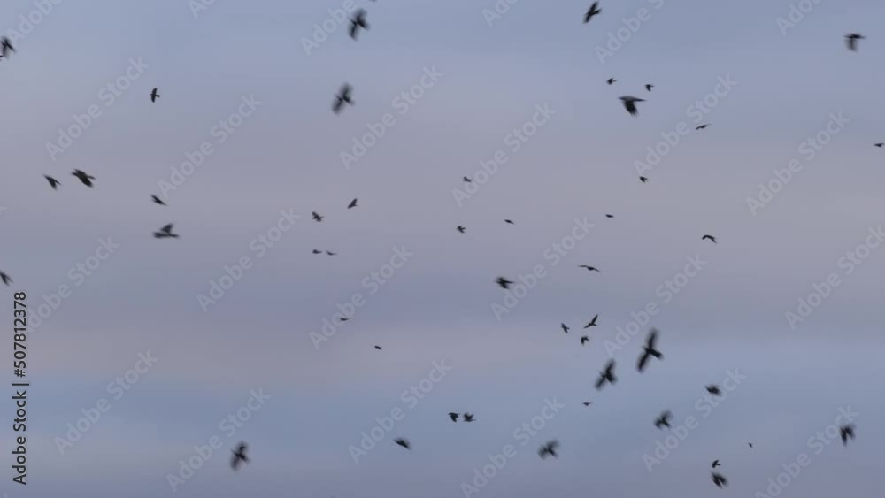 Huge Flock of Bird Flying in Air Background of Sky and Clouds. Large Turbulent Flock of Birds Flying in Sky, Swarm of Starlings in Dynamic Formation. Chaotic Movement of Birds in Strong Wind. Huge Flock of Bird Flying in Air Background of Sky and Clouds. Large Turbulent Flock of Birds Flying in Sky, Swarm of Starlings in Dynamic Formation. Chaotic Movement of Birds in Strong Wind.