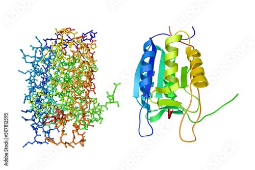 Crystal structure and molecular model of the complex of apopain with the tetrapeptide aldehyde inhibitor. Rendering based on protein data bank. Rainbow coloring from N to C. 3d illustration photo