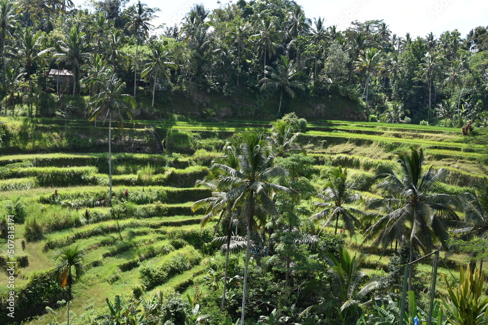 Tegallalang Rice Fields 1 Tegallalang Rice Fields 1
