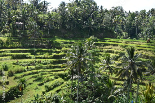 Tegallalang Rice Fields 1