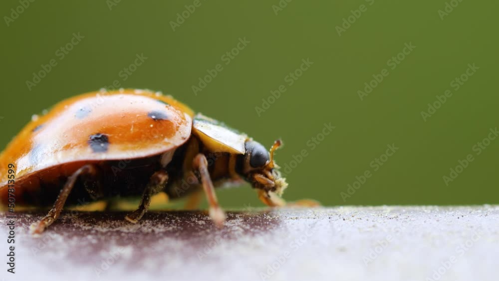 Close-up Wildlife of Crawling Ladybug. Macrocosm in Wild. Coccinella Septempunctata, Spot Ladybird, is Most Common Ladybird in Europe. Ladybug Insect Macro Shot. Close-up Wildlife of Crawling Ladybug. Macrocosm in Wild. Coccinella Septempunctata, Spot Ladybird, is Most Common Ladybird in Europe. Ladybug Insect Macro Shot.