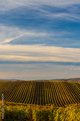 Autumn vineyard near Velke Bilovice  Southern Moravia  Czech Republic