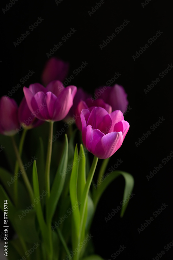 Fototapeta premium Pink tulips on black background
