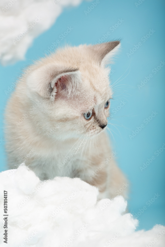 Fototapeta premium Close up of a muzzle of Scottish kitten with blue eyes sitting on a blue background.