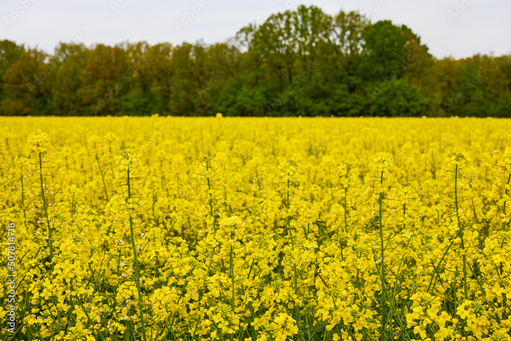 pictures of an agricultural field with flowering rapeseed pictures of an agricultural field with flowering rapeseed