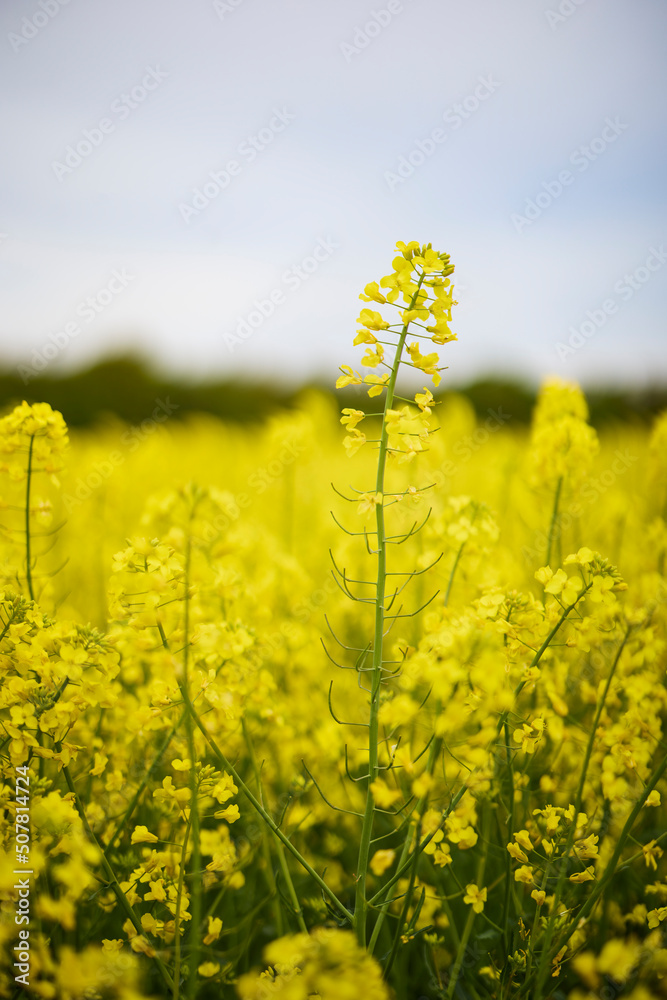 pictures of an agricultural field with flowering rapeseed pictures of an agricultural field with flowering rapeseed