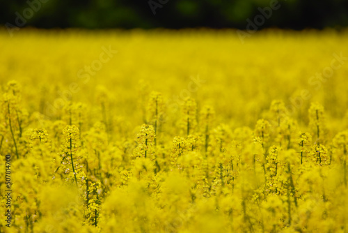 pictures of an agricultural field with flowering rapeseed © czamfir