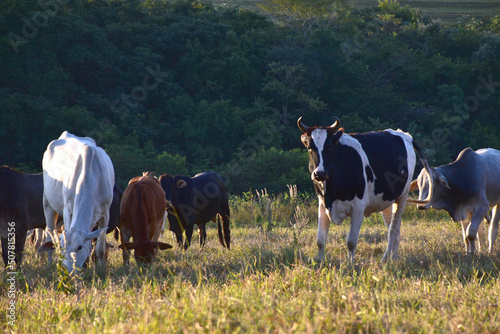Group of Nellore (Bos taurus indicus) cattle grazing in the field at sunset. Beef cattle in a farm in countryside of São Paulo State, Brazil. A group of Zebu cattle being herd through a field.