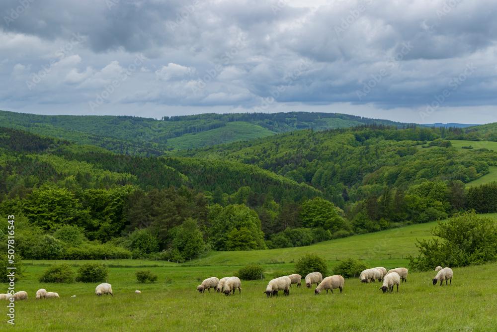 Spring landscape with white sheep in White Carpathians, Czech Republic