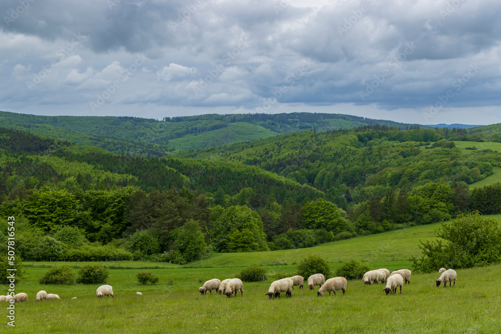 Spring landscape with white sheep in White Carpathians, Czech Republic Spring landscape with white sheep in White Carpathians, Czech Republic
