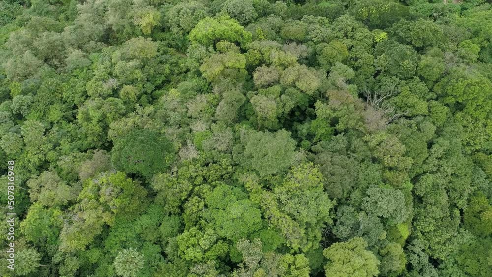 Amazing forest Aerial view of forest trees Rainforest ecosystem and healthy environment background Texture of green trees forest top down Amazing forest Aerial view of forest trees Rainforest ecosystem and healthy environment background Texture of green trees forest top down