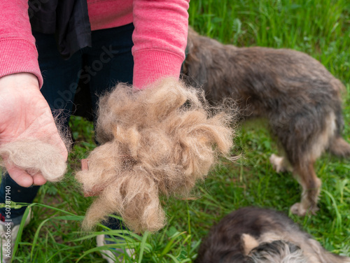 Long shedding dog's coat on comb for pets closeup in girl's hands outdoor. Combing dog hair with groomer's tool, damaged fur removal, brushing fluffy breed puppy. Excess seasonal canine hair loss care