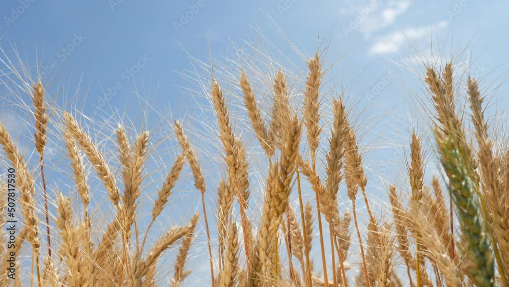 ears of wheat on the field during sunset. farming wheat harvesting agribusiness lifestyle concept. large wheat field. big harvest of wheat in summer on the field landscape ears of wheat on the field during sunset. farming wheat harvesting agribusiness lifestyle concept. large wheat field. big harvest of wheat in summer on the field landscape
