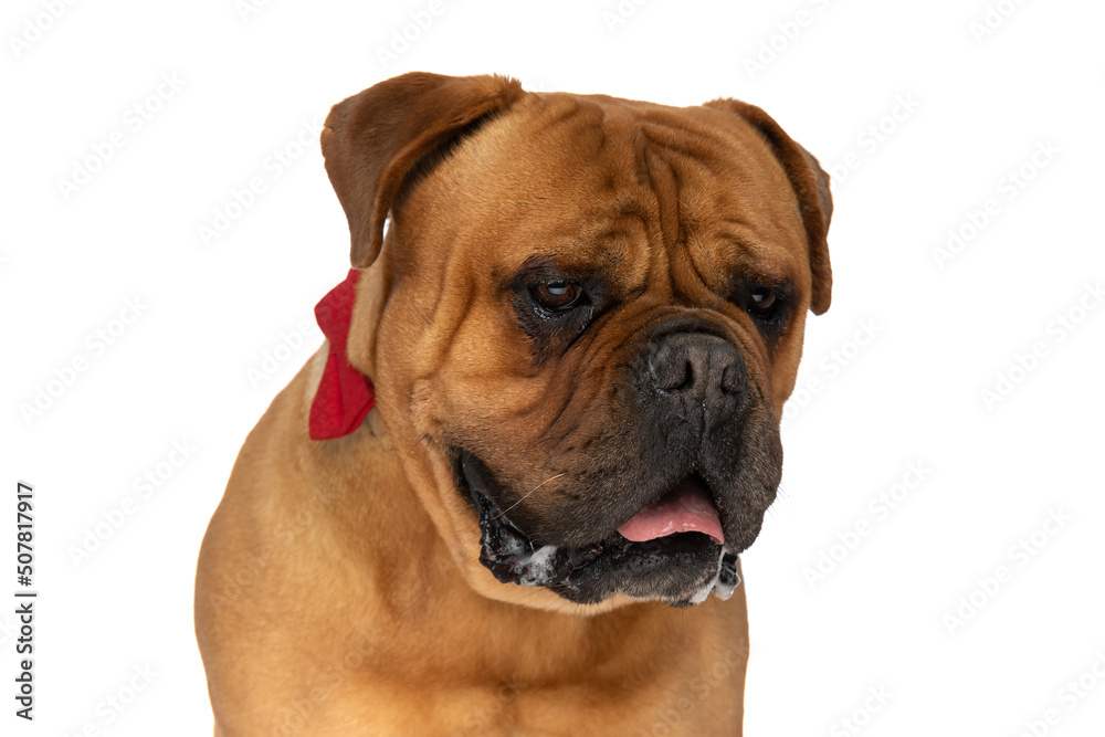 portrait of cute gentleman bullmastiff puppy with bowtie panting