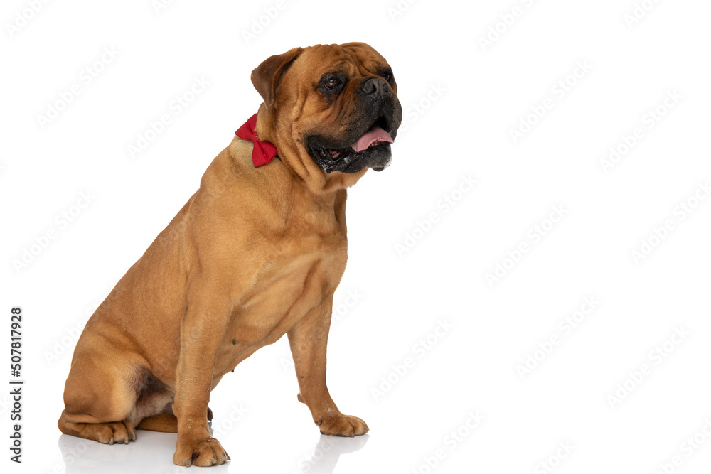 side view of cute bullmastiff puppy with red bowtie panting