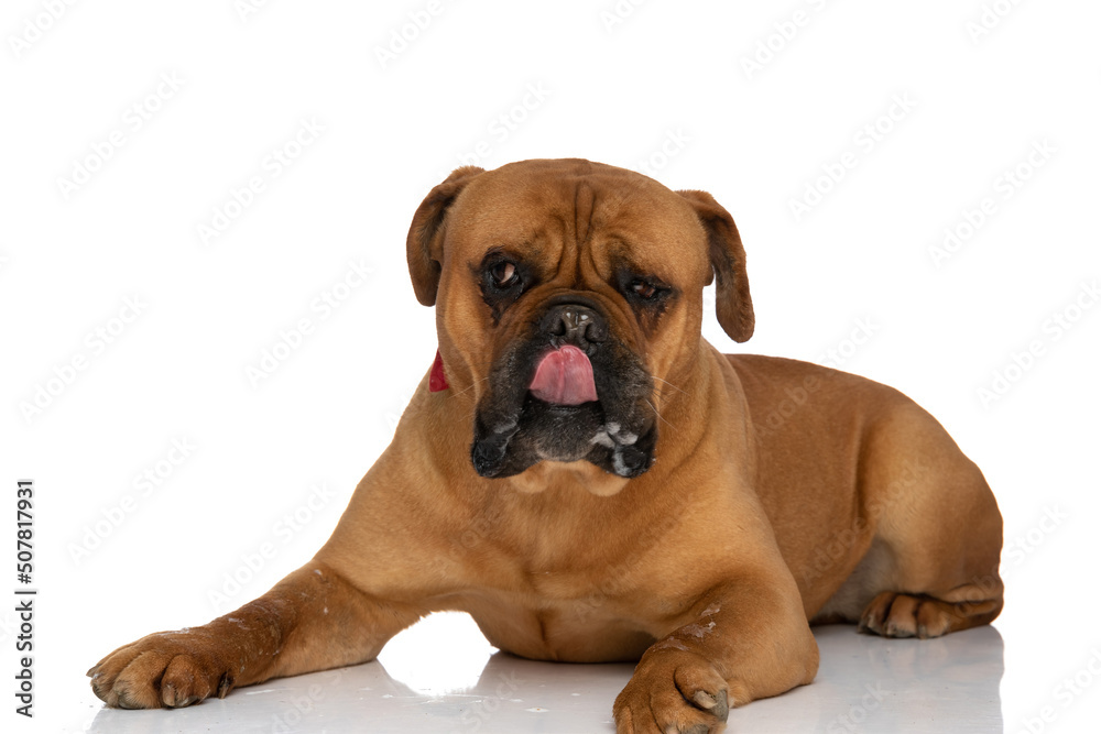 beautiful brown bullmastiff doggy with bowtie looking away and licking nose