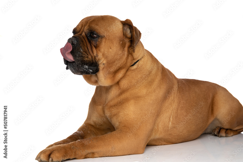 side view of layed down bullmastiff dog with tongue out licking nose