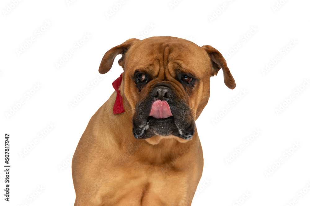 curious bullmastiff puppy sticking out tongue and licking nose