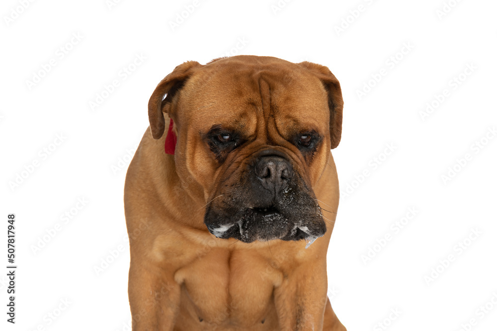 elegant bullmastiff puppy wearing bowtie, drooling and looking down