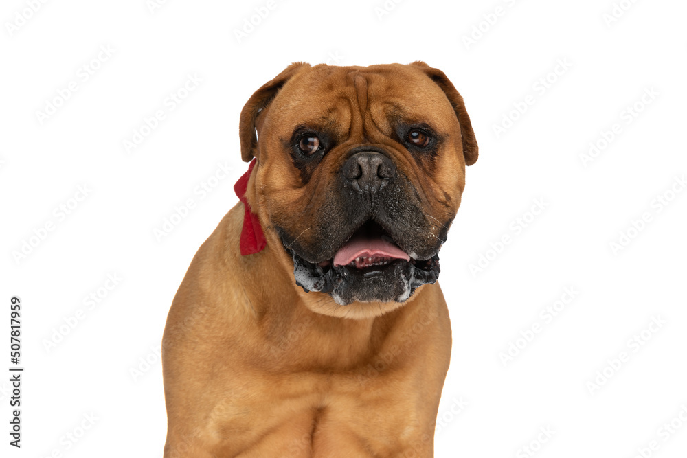 sweet bullmastiff dog with bowtie panting and drooling while looking away