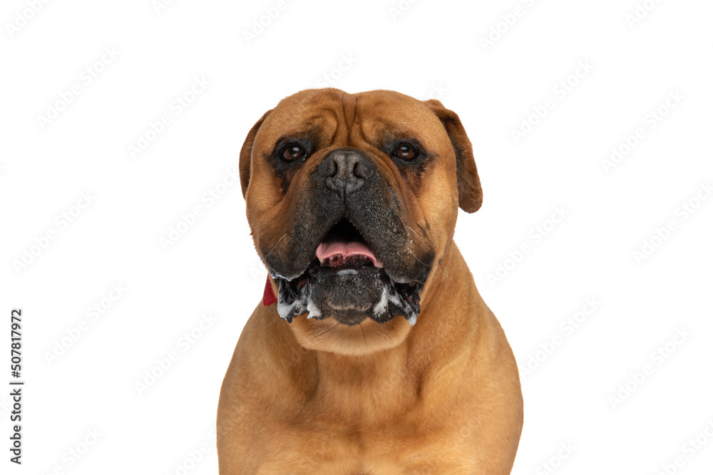 portrait of lovely elegant bullmastiff puppy with bowtie panting and drooling
