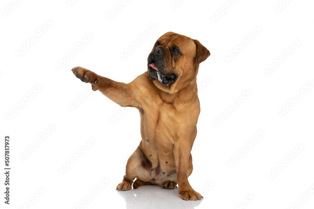 happy bullmastiff dog with tongue outside pointing paw to side