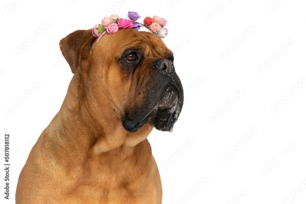 spring portrait of beautiful brown bullmastiff with flowers headband drooling spring portrait of beautiful brown bullmastiff with flowers headband drooling