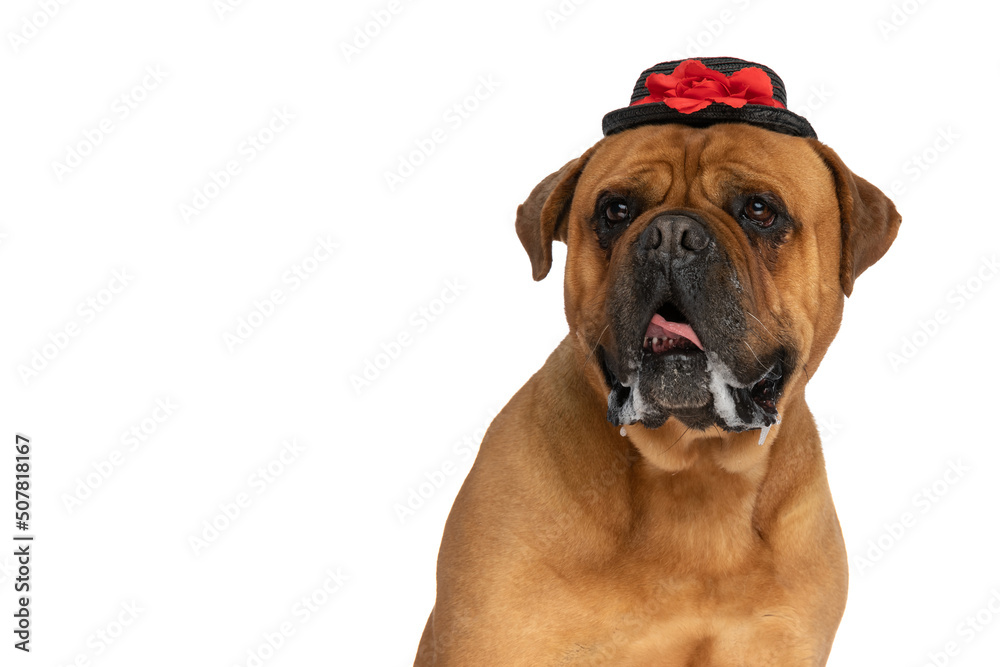 portrait of lovely bullmastiff dog with hat looking away and drooling