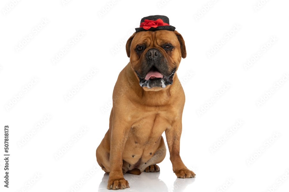 cute bullmastiff puppy with tongue outside wearing hat and drooling