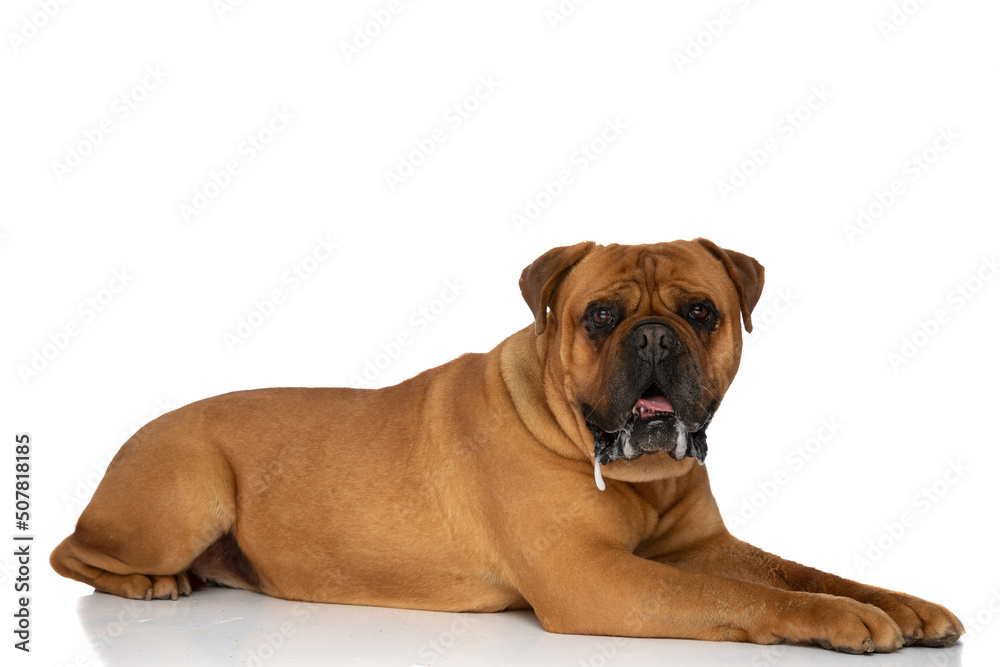 side view of cute bullmastiff dog laying down, panting and drooling