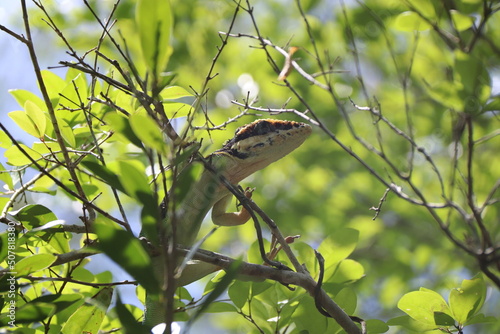 Camaleonte cuba