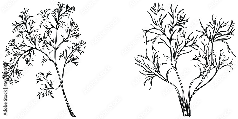 Vintage botanical sketch of fennel isolated on white background. Hand drawn vector illustration. Retro style.