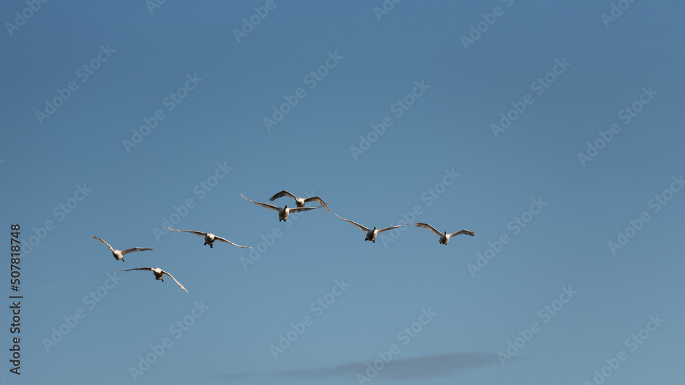 Small flock of graceful Mute Swans Cygnus Olor in flight over wetlands landscape in Spring