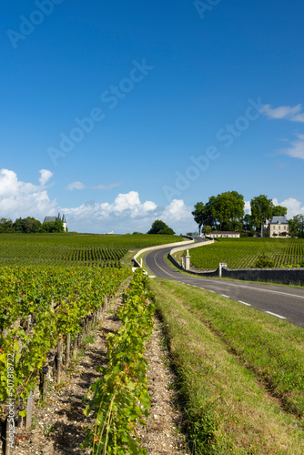 Typical vineyards near Chateau Pichon Longueville Comtesse de Lalande, Bordeaux, Aquitaine, France photo