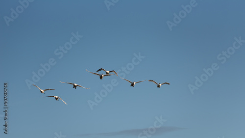 Small flock of graceful Mute Swans Cygnus Olor in flight over wetlands landscape in Spring