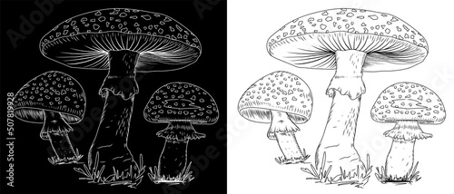 Fly agaric mushrooms sketch. Hallucinations, occult, toxic. Stock vector illustration isolated on white and black background. Clipart.