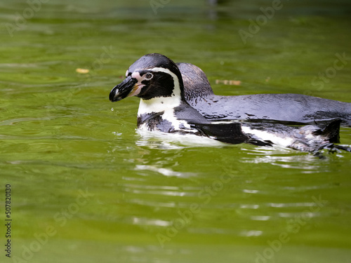 Humboldt penguin, Spheniscus humboldti, foraging in water. photo