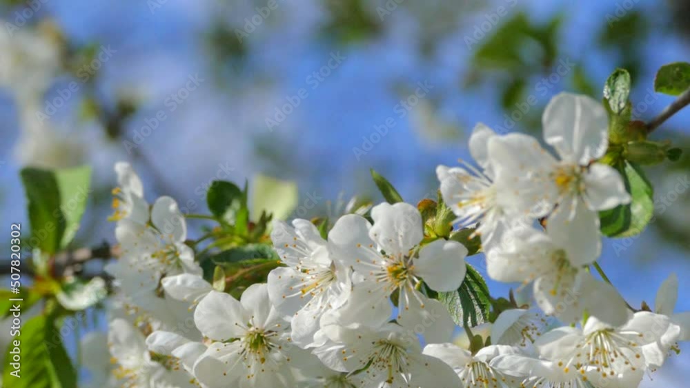 Beautiful flower on the branches of a cherry tree. White flowers on a background of blue sky. Trees in the spring garden. Beautiful flower on the branches of a cherry tree. White flowers on a background of blue sky. Trees in the spring garden.