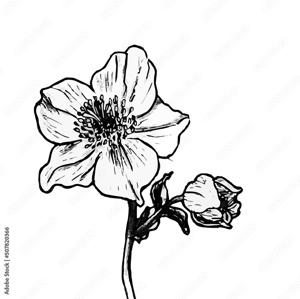 Black doodle of a flower. Hand-drawn spring flowers illustration.