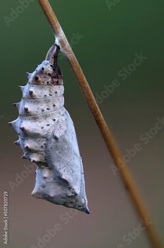 Butterfly Nymphalidae chrysalis pupa hanging on a dry stick in summer photo