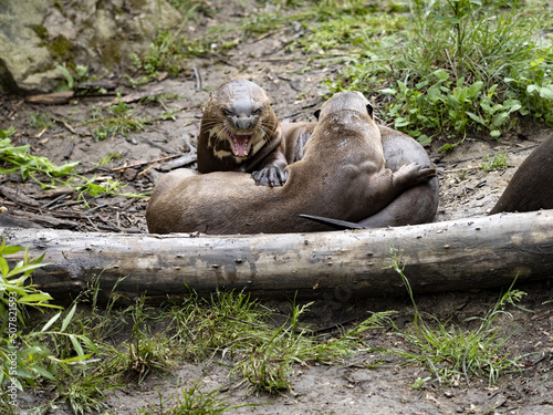 The Giant Otter family  Pteronura brasiliensis  plays on the grass.