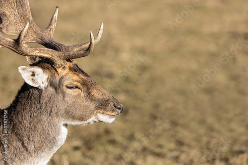 Side portrait of an old fallow deer with big antlers  seems to smile  dama dama